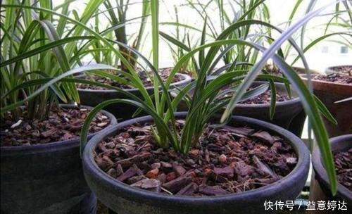 营养土不用花钱买，自己制作的“营养土”，养啥花都旺