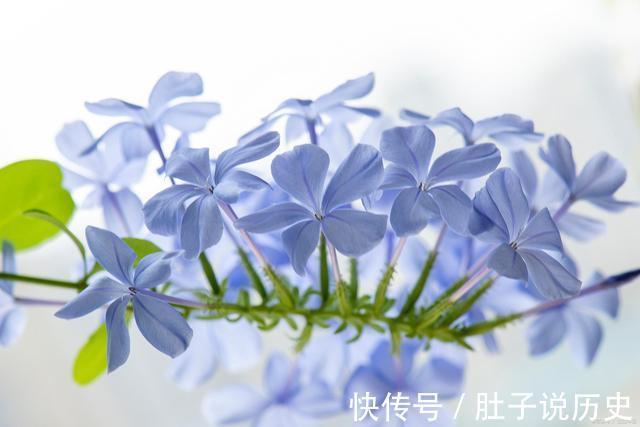 复合肥|天气越热，这些“开花劳模”表现越好，建议别停肥，否则花量减半