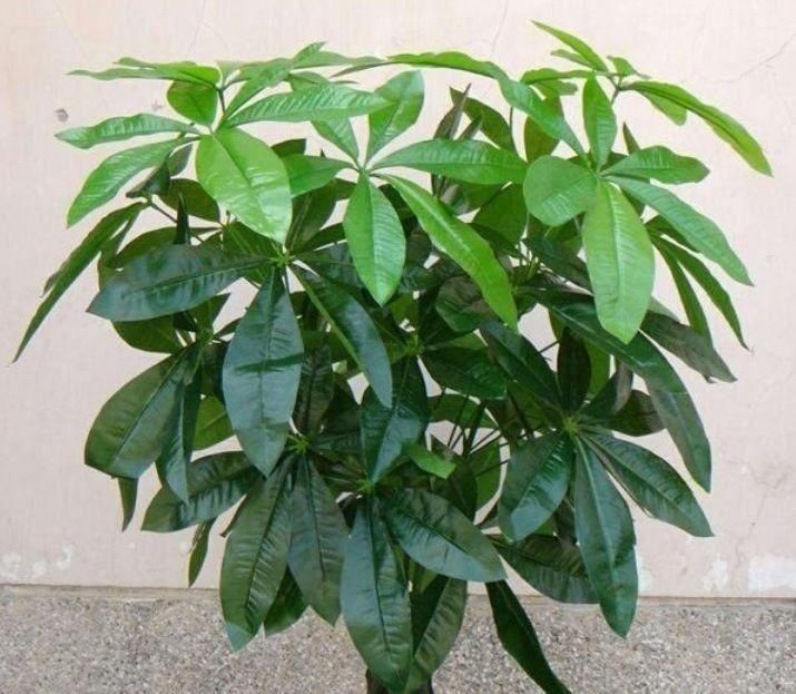 叶片|家养5种旺运花,富贵好运财源滚滚来,懂花的人都在养