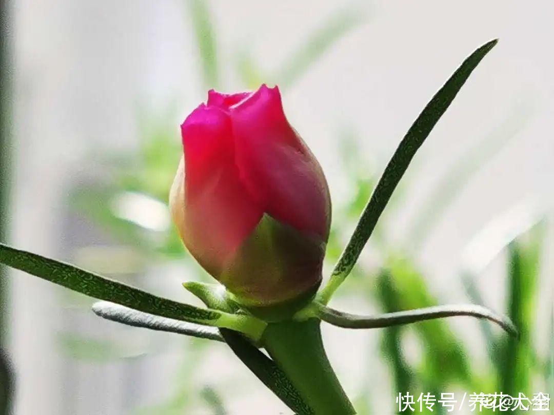 休眠|7种情况不能施肥,像毒药一样,浇完花就烧死