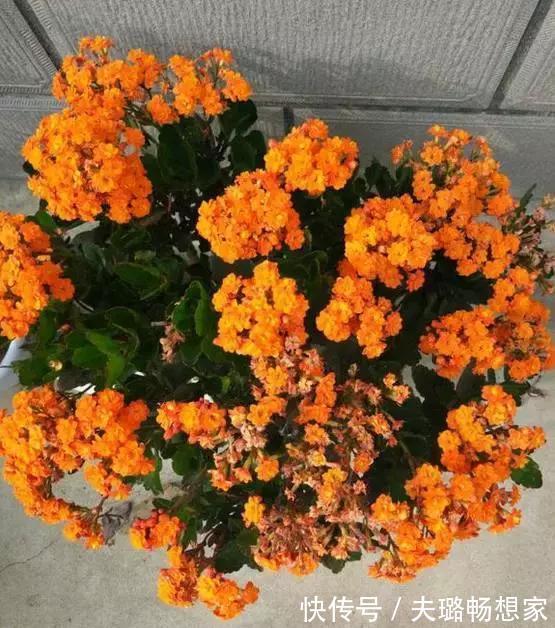 懂花的人,喜欢此5种盆栽,“花比叶子多”,轻松养到爆盆