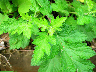 艾葉原來有這么多功效