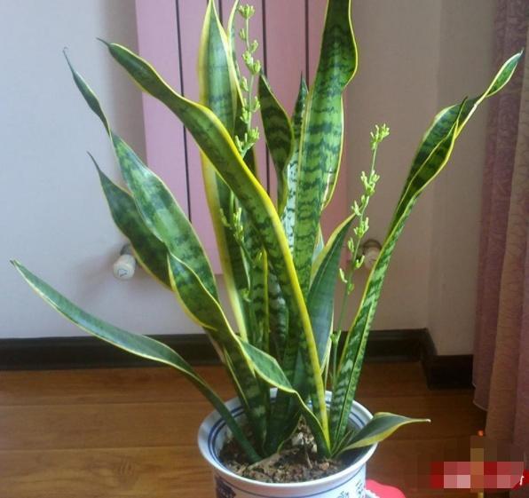 养8种花,别花“冤枉钱”,掐1片叶子“扔土里”,几天就生根