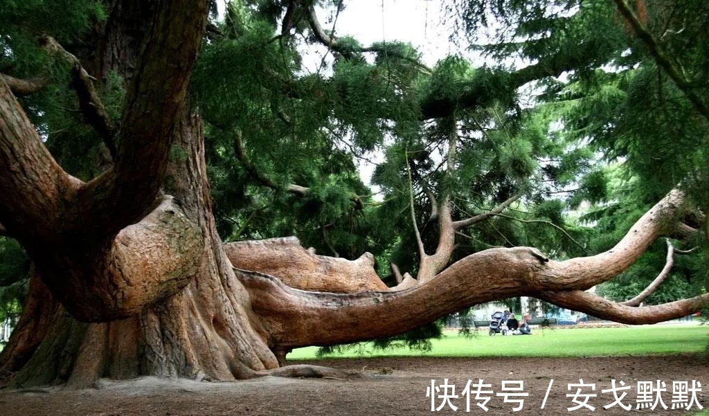 阳台上|虽对植物王国最靓的仔没有定论，但最高和最大的仔却是公认的！