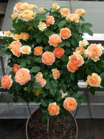 2021年养过的10款月季,皮实好养开花美,你最喜欢哪种?