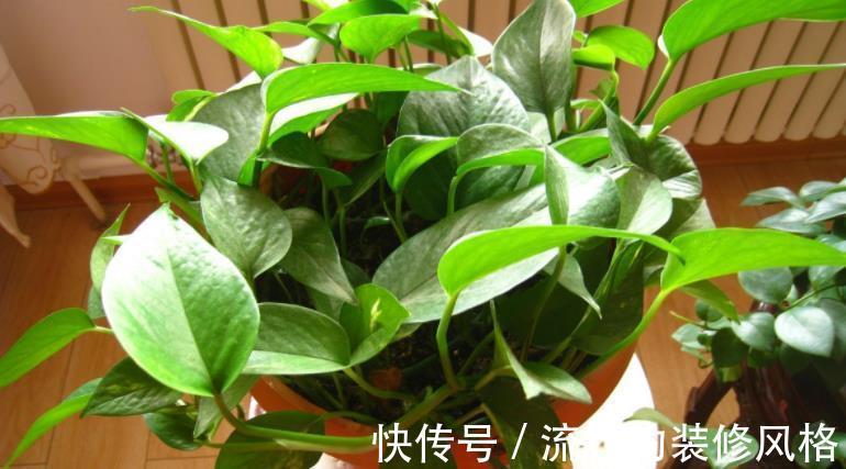 蛋壳养花好在哪里?学会这些技巧,盆栽再没有黄叶缺营养的毛病