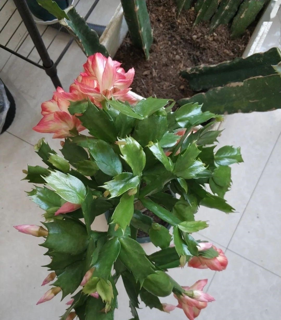 浇水量|10种花夏天一定要少浇水,否则熬不过3天就死了