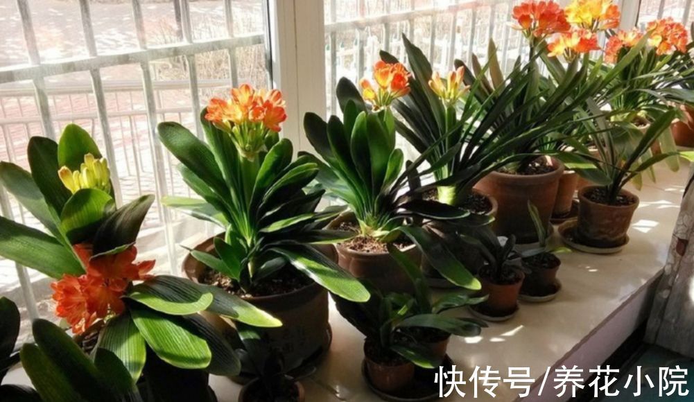 鲜艳|君子兰到了冬天,给它做好4件事,春天开花又大又鲜艳