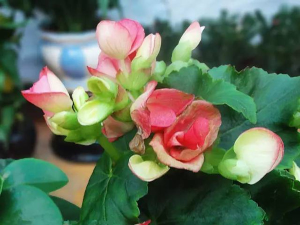 此花生命力顽强,是坚强的象征,是花中的神仙