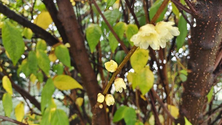 腊梅花|美丽吉安之城区一景：腊梅花开 雨中格外迷人