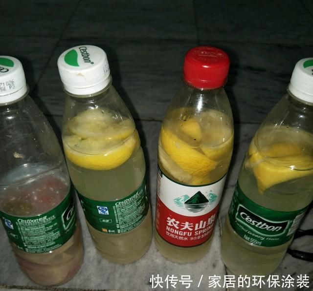 肥厚|养君子兰,2种水换着浇,根壮实、叶肥厚,入冬花开爆盆