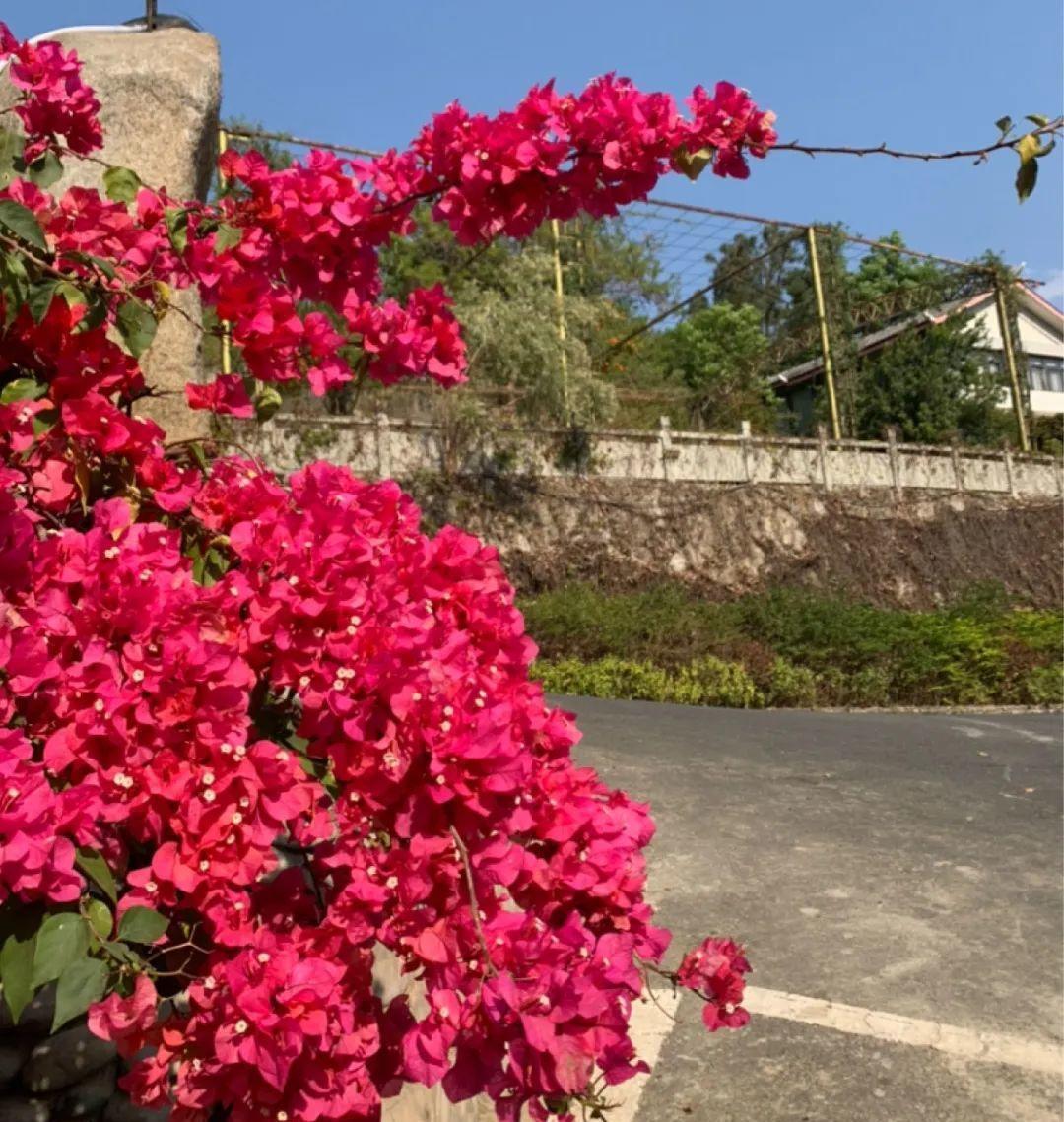 不怕晒的花,晒得越狠,花苞越多