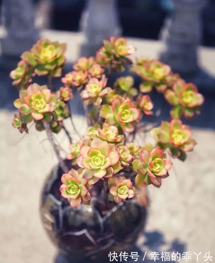 4种新手也能养成老桩的多肉,个头虽小造型绝美,第4种老桩最出彩