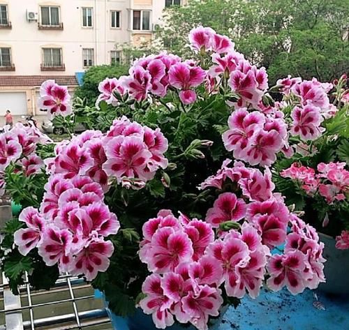 家里养天竺葵，了解掌握几个要点，侧芽蹭蹭长，花朵不见叶