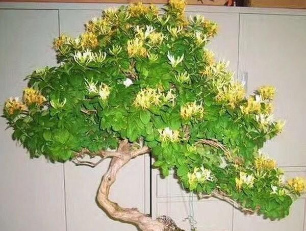 长成|不想买花就养这,随手扦插1个枝,10天发芽,能长成老桩,花芳香