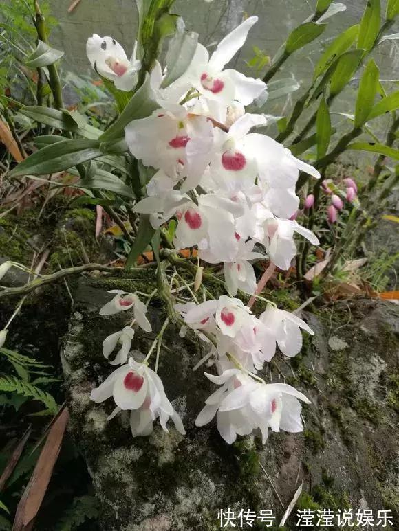 还在养绿萝家里养盆“香香花”,好看好闻,清香四溢精神好!