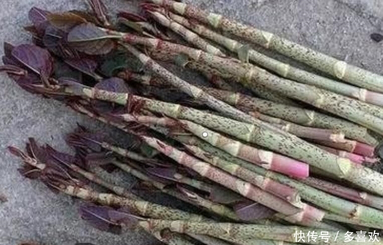农村这种野草叫做“酸筒杆”,有人吃完直言忘不掉,有人没吃过