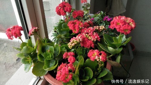 长寿花开败后,找对“位置”猛剪一刀,第二次开花更旺盛!