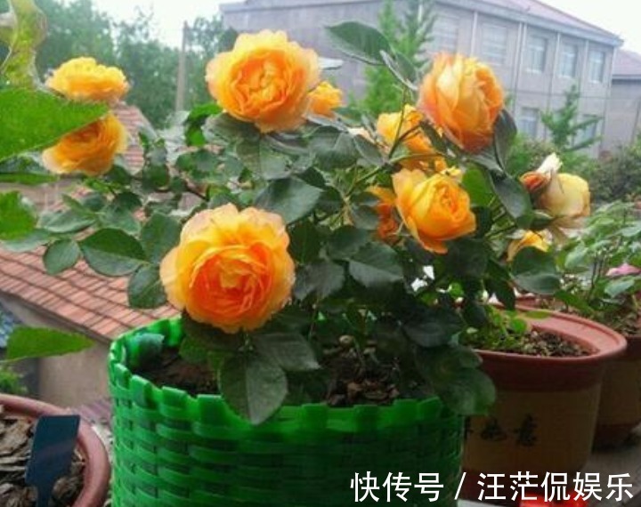生根|3种花受欢迎，“随便”折个枝就能活，7天生根，立冬就开花
