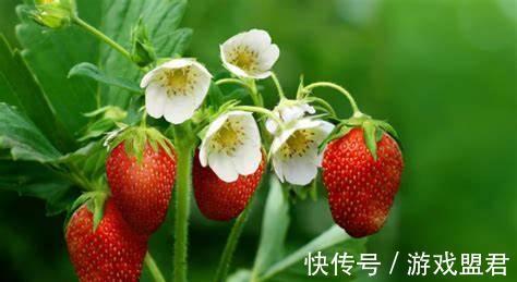 养花|养花试试这几款,白色的花朵,安静祥和