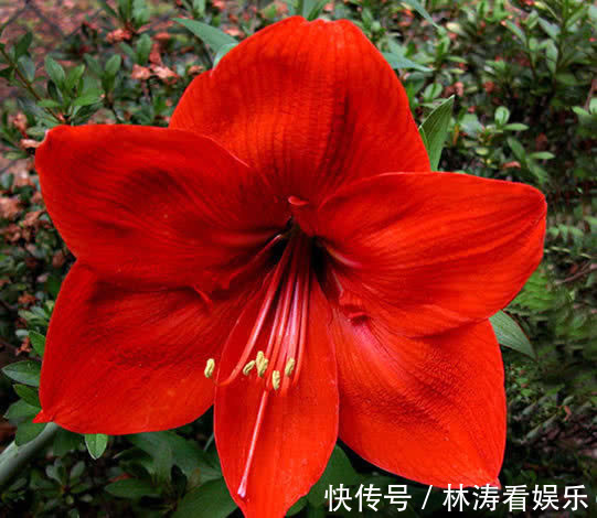 喜欢养花,不如养盆乒乓菊,圆溜溜的乒乓球,特别可爱