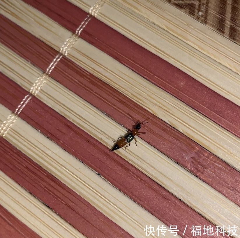 男孩|6岁男孩只因惹了这个小家伙脸部皮肤溃烂。麻烦就在“举手之间”