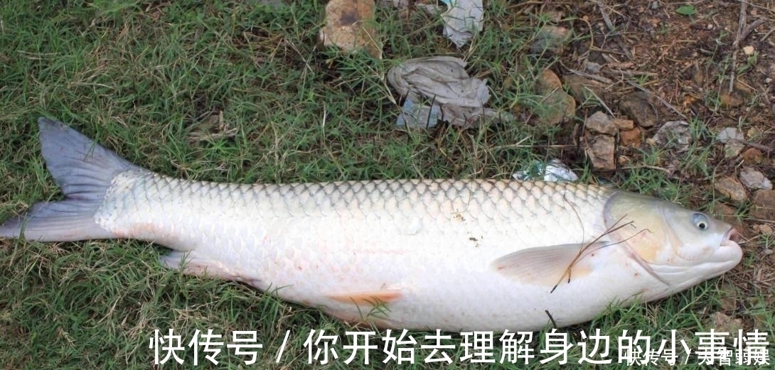 高手之路|调多大钩距,才能更快地钓“双飞”?数据在此,记住的可以去试试