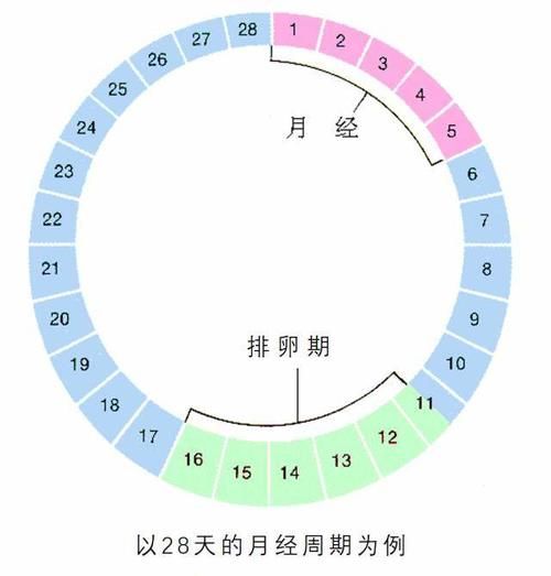 科学备孕，掌握这些排卵小知识，让宝宝来的更容易！