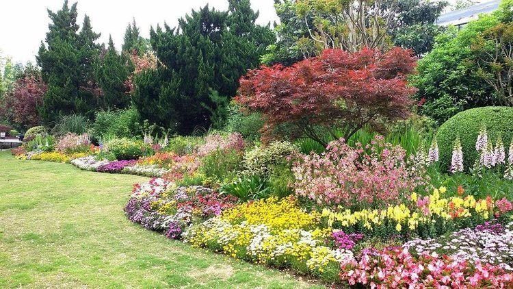 一种“特殊”多肉,皮实泼辣,天天开花,比长寿花还漂亮