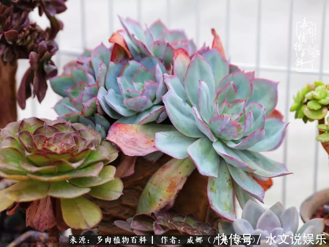 日子|笼子里露养的多肉,越养越美!有多肉的日子伴着小确幸!