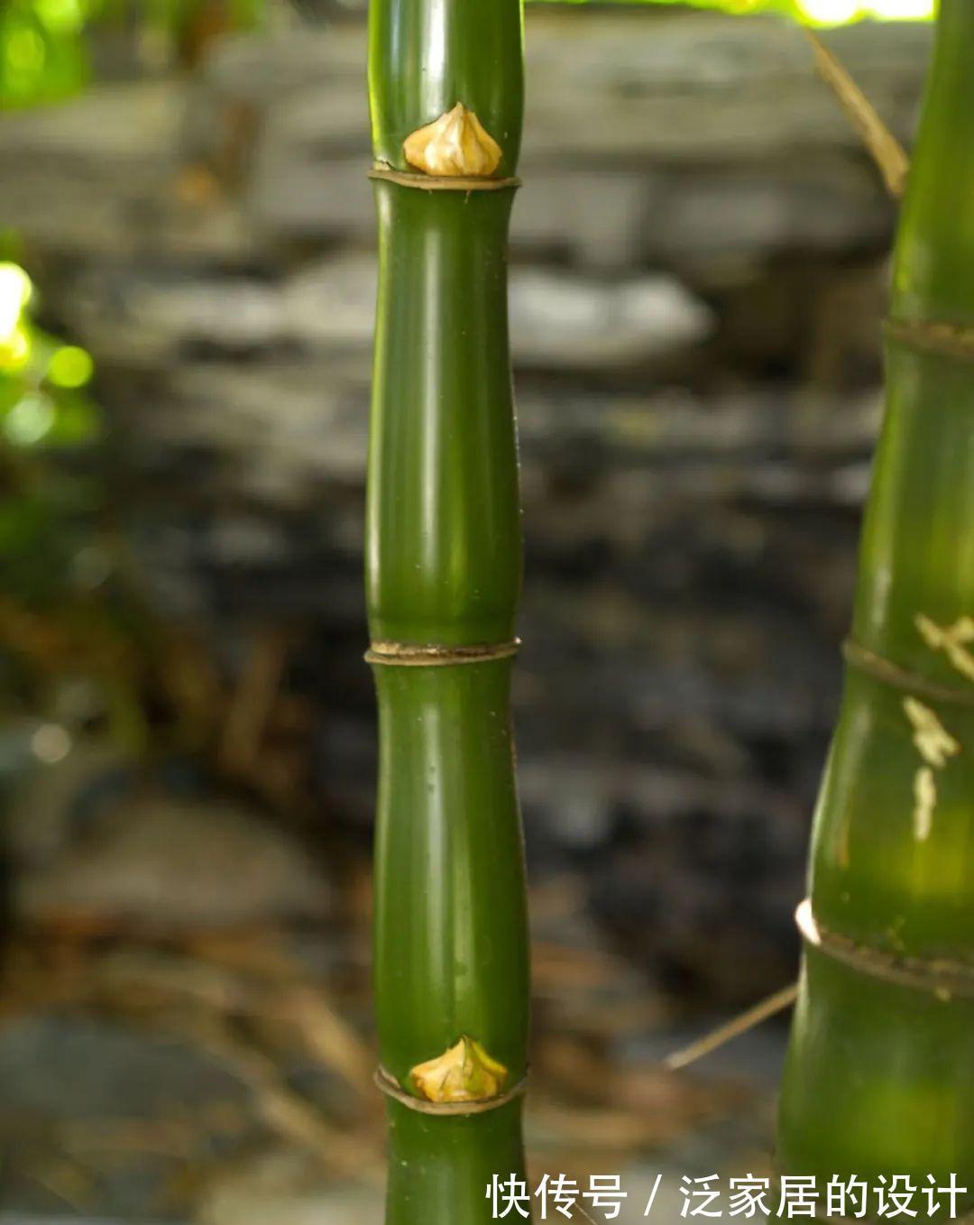 这“胖竹子”真奇特，既有竹的风骨与品格，还胖起来真好看！