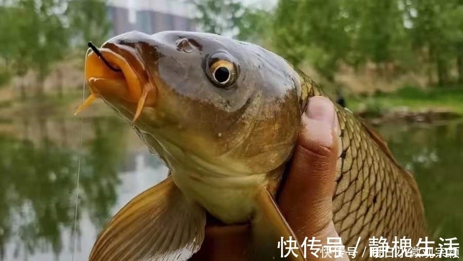 三十年了,这天然饵着实令人佩服,草鱼鲤鱼一见就咬钩,特别过瘾