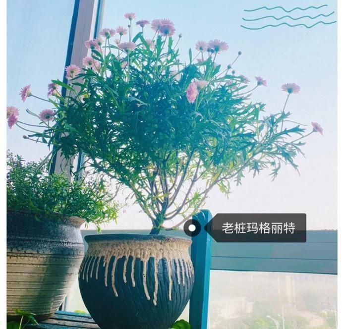 虎皮兰,红掌,吊兰养成老桩,变成大树,真壮观