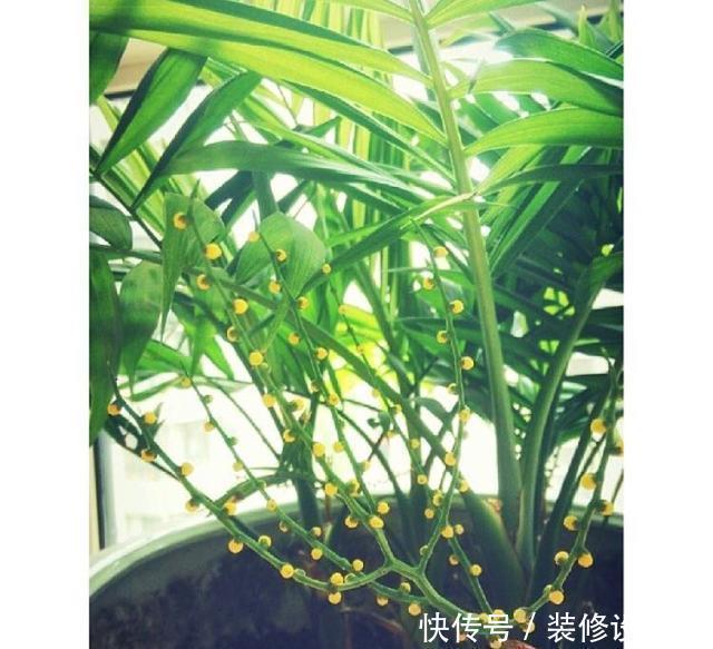 卫生间没窗户?养此4种花,耐阴好活,关键:除臭、杀菌,空气好
