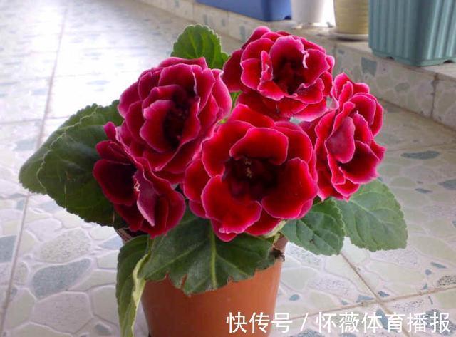 最美的球根花,有点散光就开花,花开如牡丹,全年能开花比绿萝强