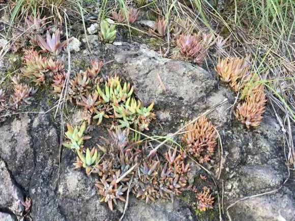 垂盆草|屋顶上的野草，人称“房神”，别再拔了，是福气！