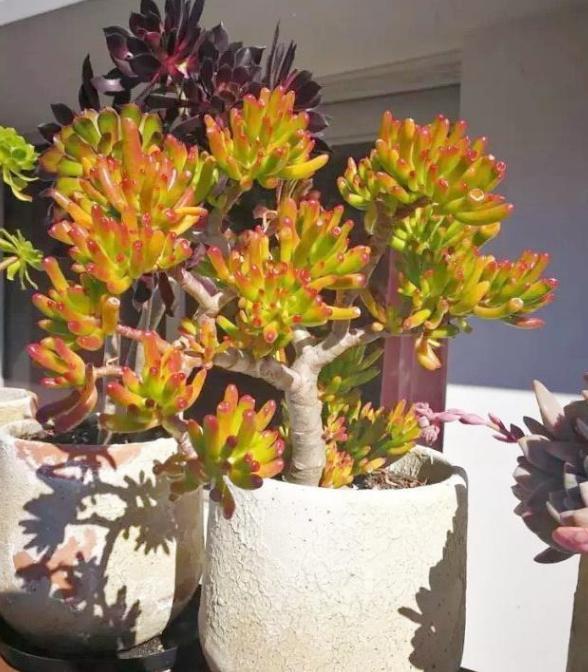 想在客厅搁置多肉老桩就摆放这4款盆景，难度低、美得像花