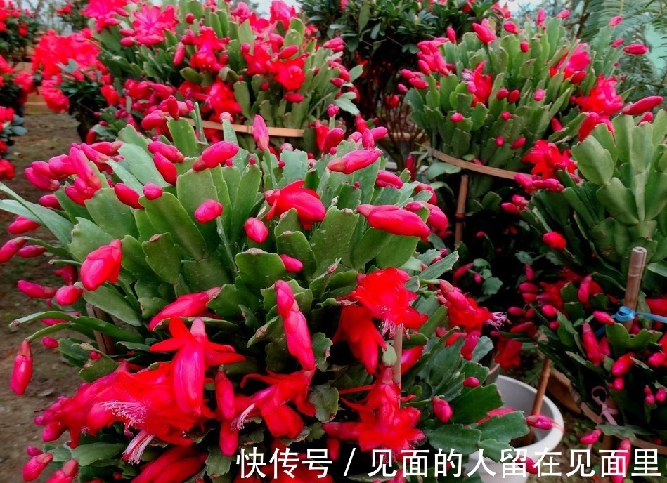 蟹爪兰开花少,两句话就搞定,一连开花几个月,开到爆盆