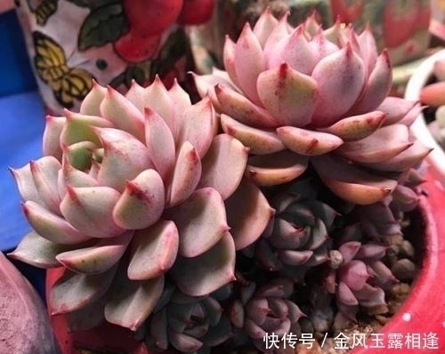 多肉出现老叶子,要不要摘掉?熟知2个后果,你就知道了!