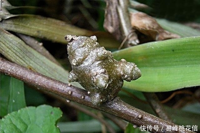物种|它本是东南亚第一害草,入侵我国后摇身一变,成了餐桌上一道补品