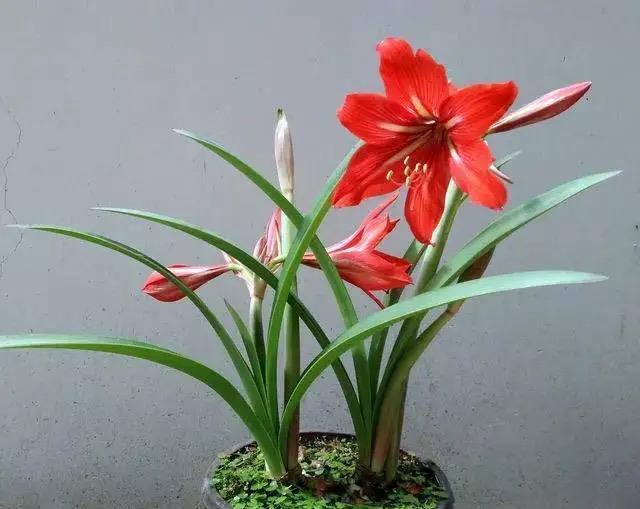 过年没有年味?养上几种“吉利花”,春节变得喜庆、热闹,年味浓