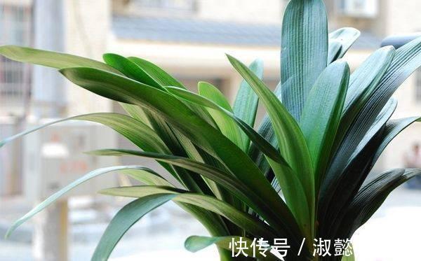 君子兰|君子兰花箭“闷坏了”，夹箭严重怎么救教你一招
