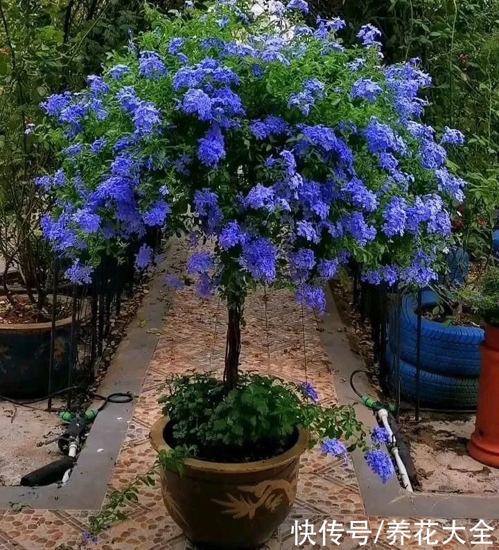 抗病、不招虫的天竺葵，屋里养一盆，开花一茬接一茬