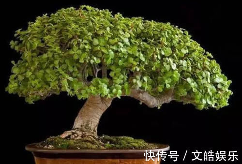 盆景|想要养一盆好看的金枝玉叶,教你一招,长成老桩,人人见了都夸美