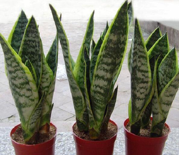 4种能净化室内空气的盆栽,非常好养,搬新家必备