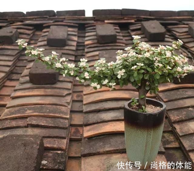 老桩|雅乐之舞剪剪枝,主干放放粗,一个夏天变老桩,养成高价小盆景!