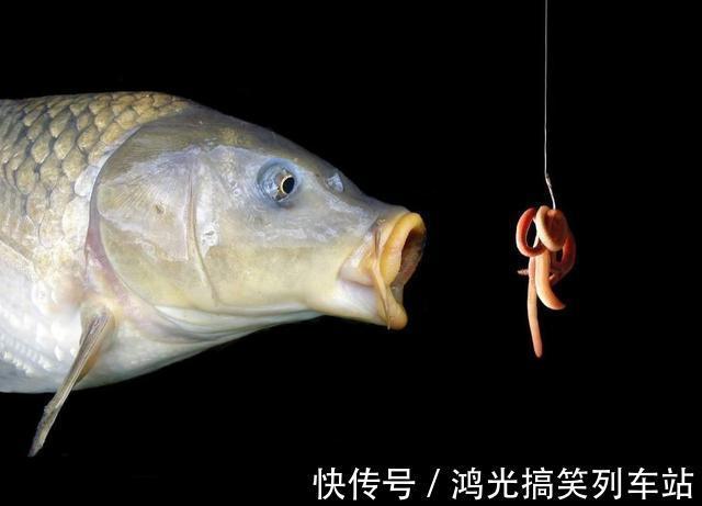 味型|蚯蚓钓鱼这样加工,诱钓效果起码翻一倍