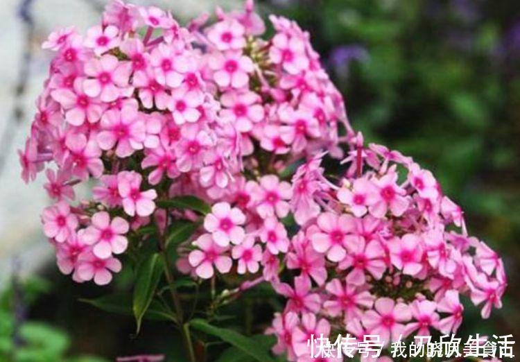 几款花卉最适合新手养殖,花大色艳,养在家中香飘满屋
