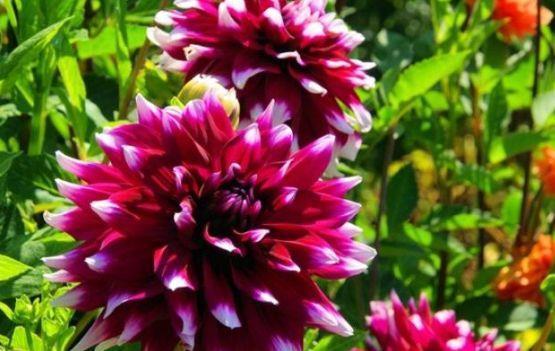 适合庭院养护的4种花,蹭蹭爬满墙,耐热又耐寒,四季开花不断