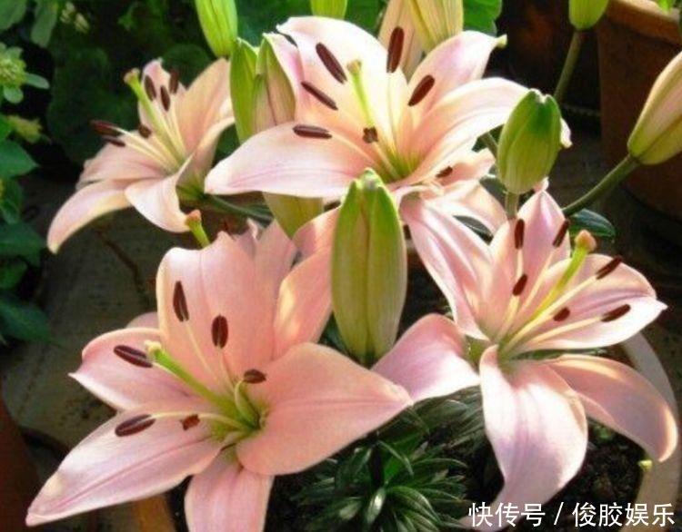 雨兰花|养花就养个花期长的,浇点水晒晒太阳就疯长,对待新手超友好